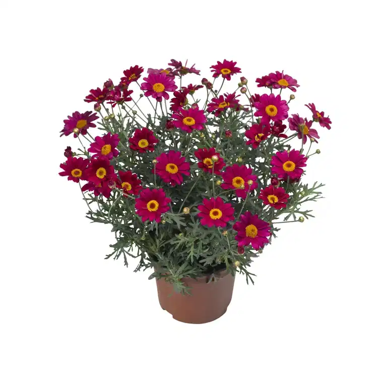 Argyranthemum Hot Pink 12 cm