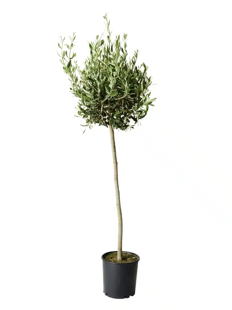 Olea europaea stem 32 cm