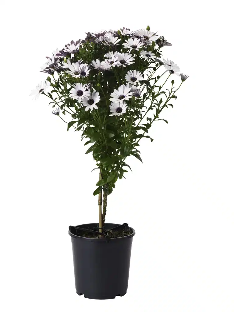 Osteospermum stem 19 cm