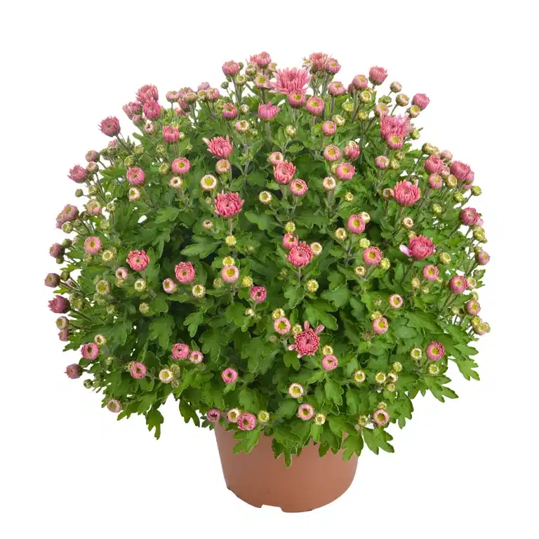 Chrysanthemum ind. Pink 15 cm