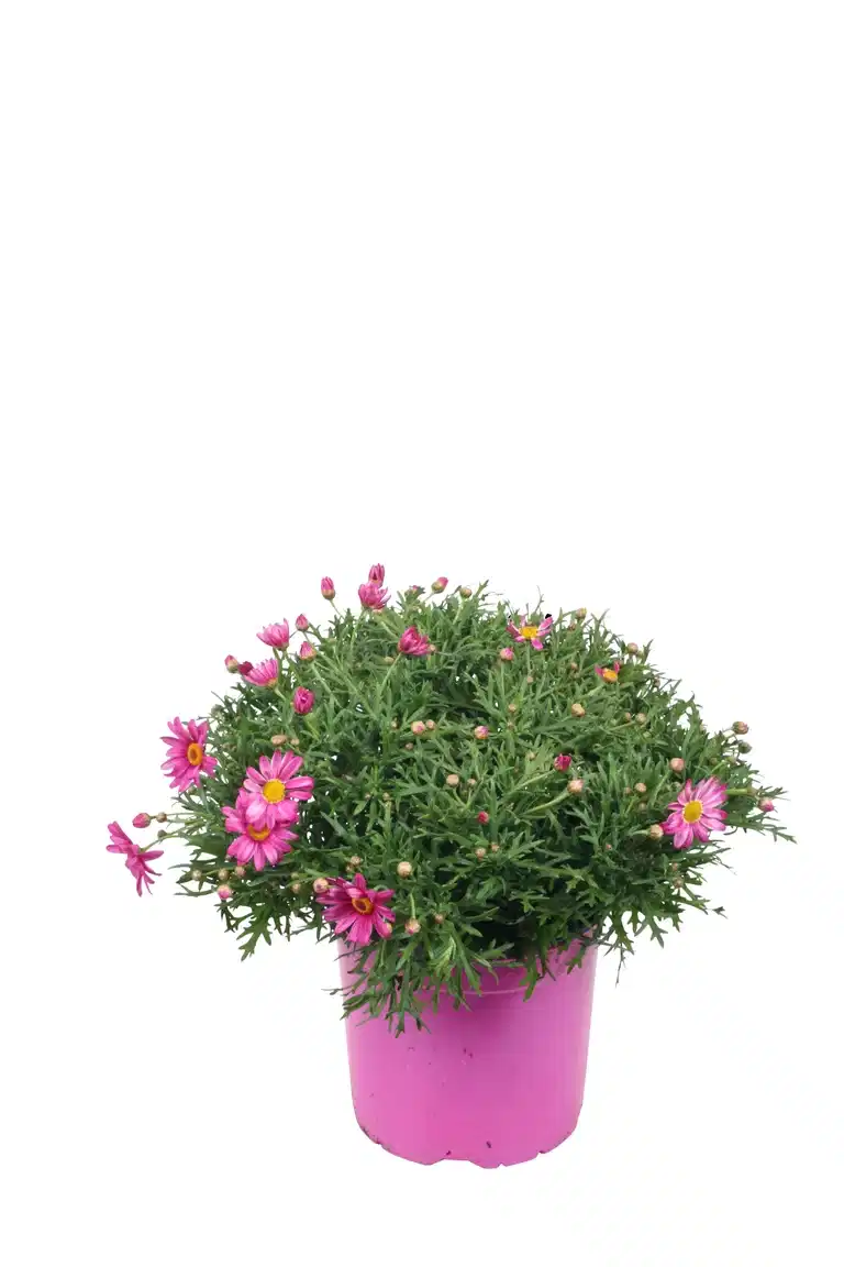 Argyranthemum Pink 19 cm