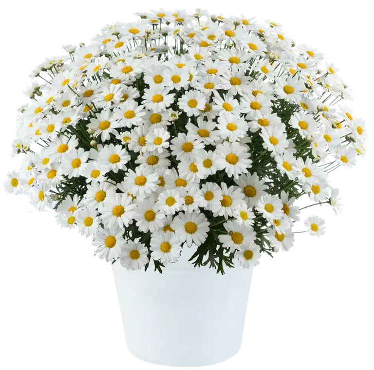 Argyranthemum White 19 cm