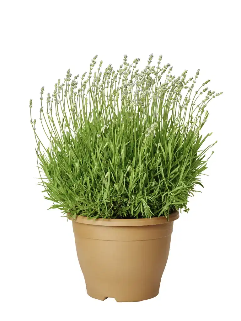 Lavandula ang. 'Essence Purple' 26cm