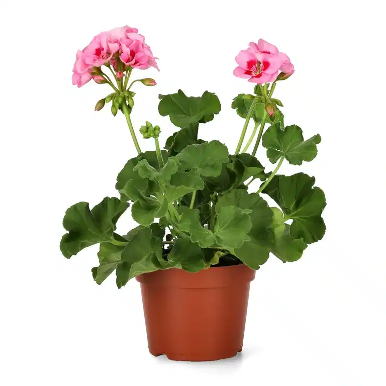 All N. Calliope M 'Pink Splash' 12 cm