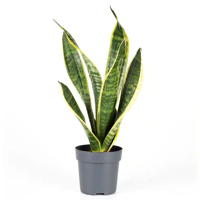 Sansevieria trifasciata 'Superba' 11 cm