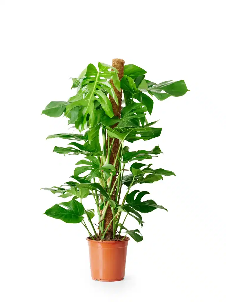 Monstera