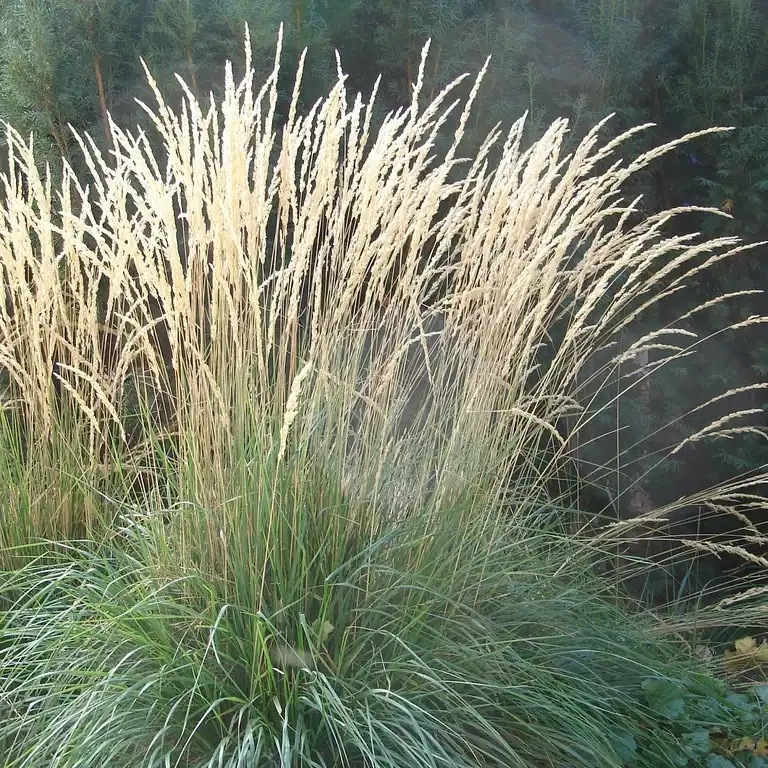 Calamagrostis x acutiflora 'Karl Foerster' 19cm