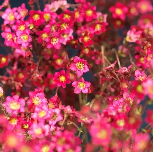 Saxifraga x arendsii 17cm