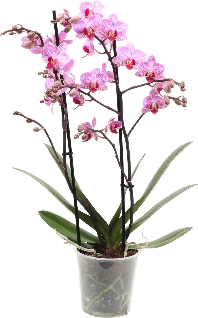 Phalaenopsis
