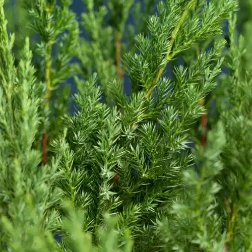 Juniperus chinensis 'Stricta' 40-50cm 22cm