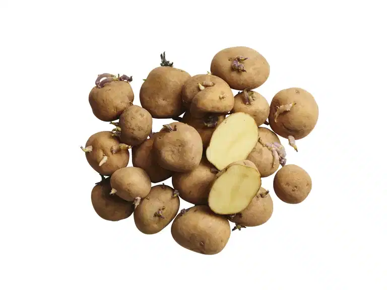 Potato Timo 1 KG