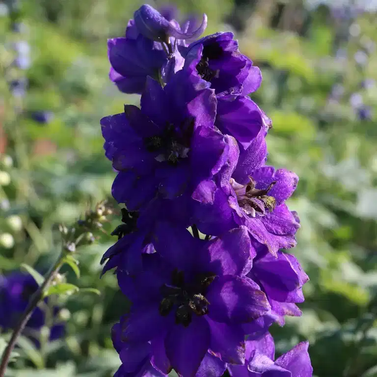 Delphinium (Elatum-Group) 'Black Knight'