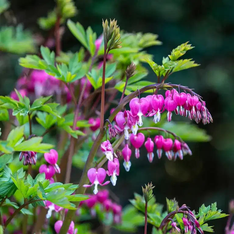 Lamprocapnos spectabilis