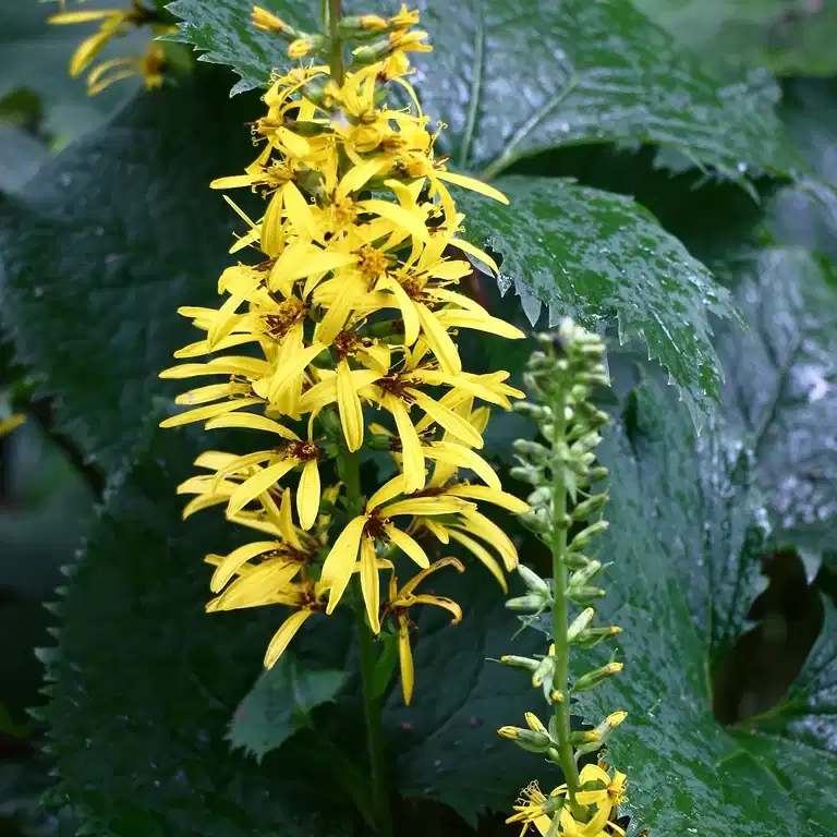 Ligularia przewalskii