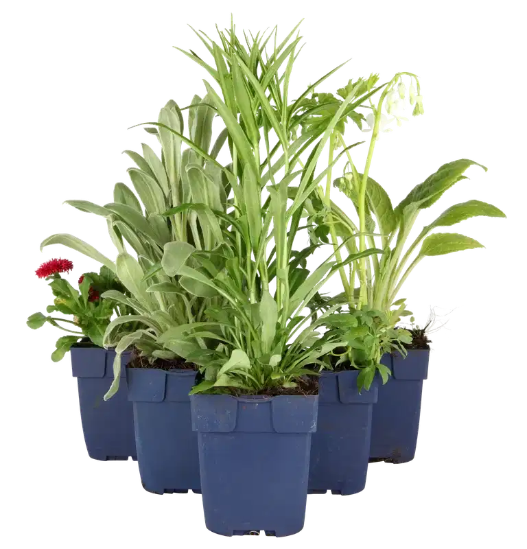 Rosmarinus officinalis