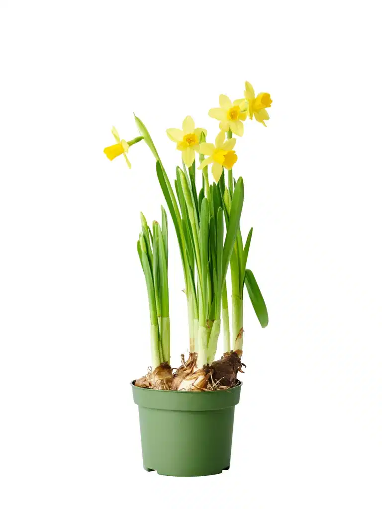 Narcissus 'Tete a Tete' 9 cm