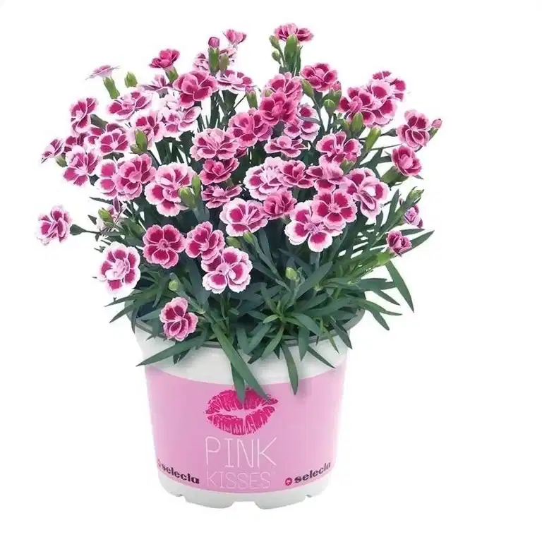 Trädgårdsnejlika 'Pink Kisses'