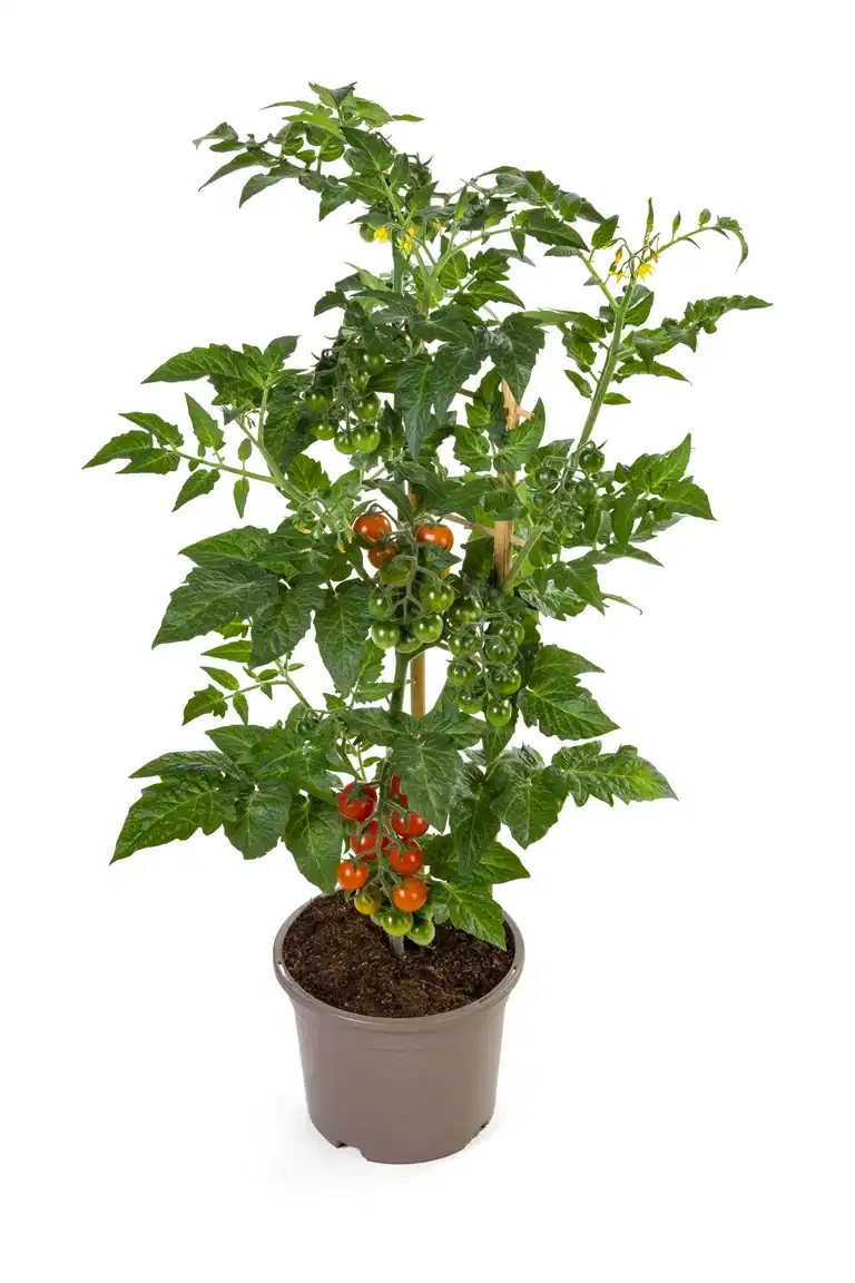 Ready Candy Berry Tomato 14 cm