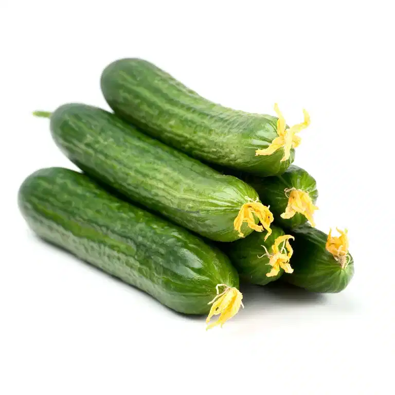 Ready Cucumber mini 14 cm