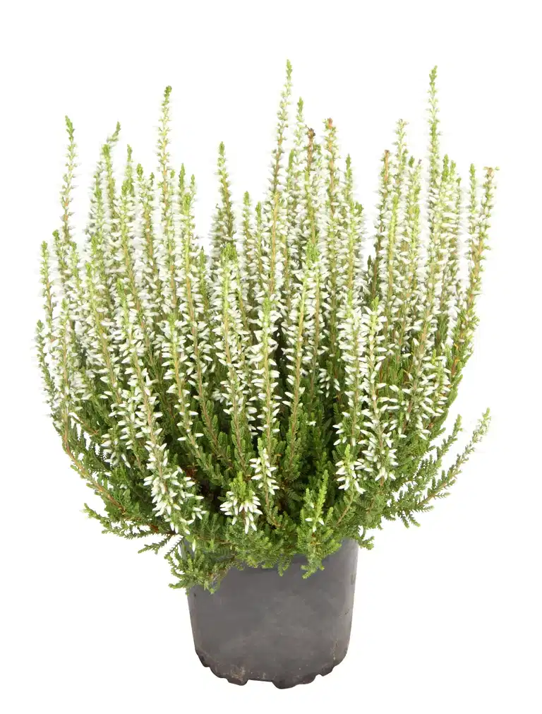 All N. Calluna White 12 cm