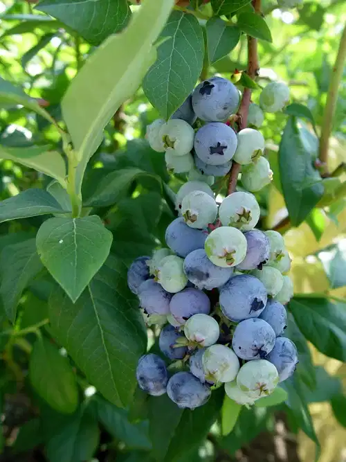 Vaccinium corymbosum 'Patriot' 50-60 22cm