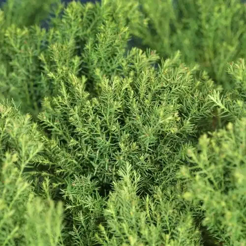 Thuja occidentalis 'Teddy' 15-20cm 17cm