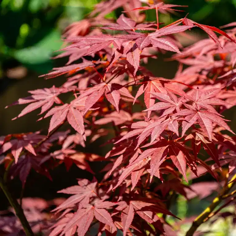 Acer palmatum 'Atropurpureum' 40cm+ 19cm