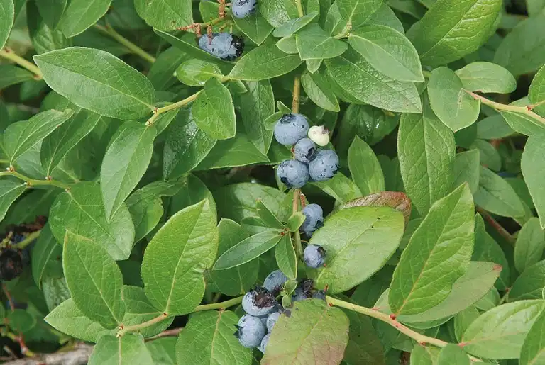 Vaccinium corymbosum 'Polaris' 30-40 17cm
