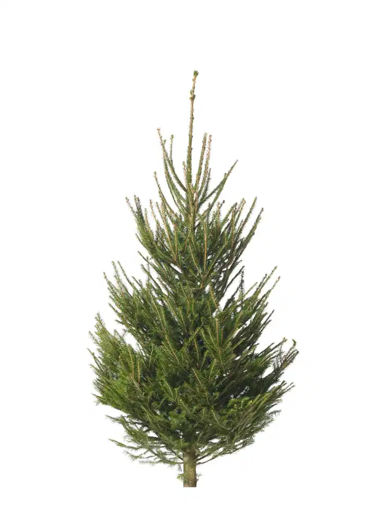 Picea abies 170-220 cm