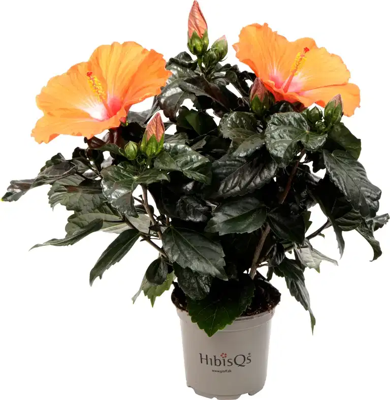 Hibiscus Orange 13 cm