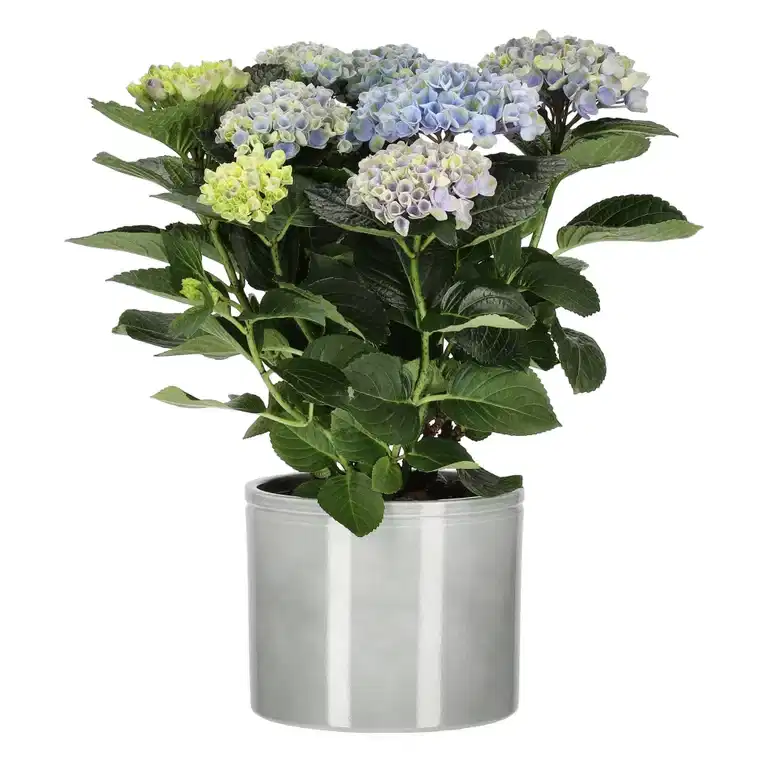 Hydrangea 'Magical' 14 cm