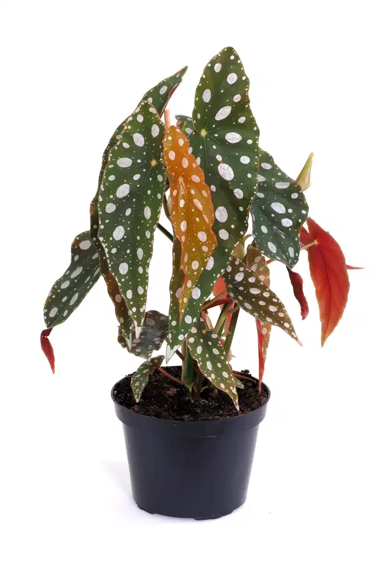 Begonia maculata 12 cm