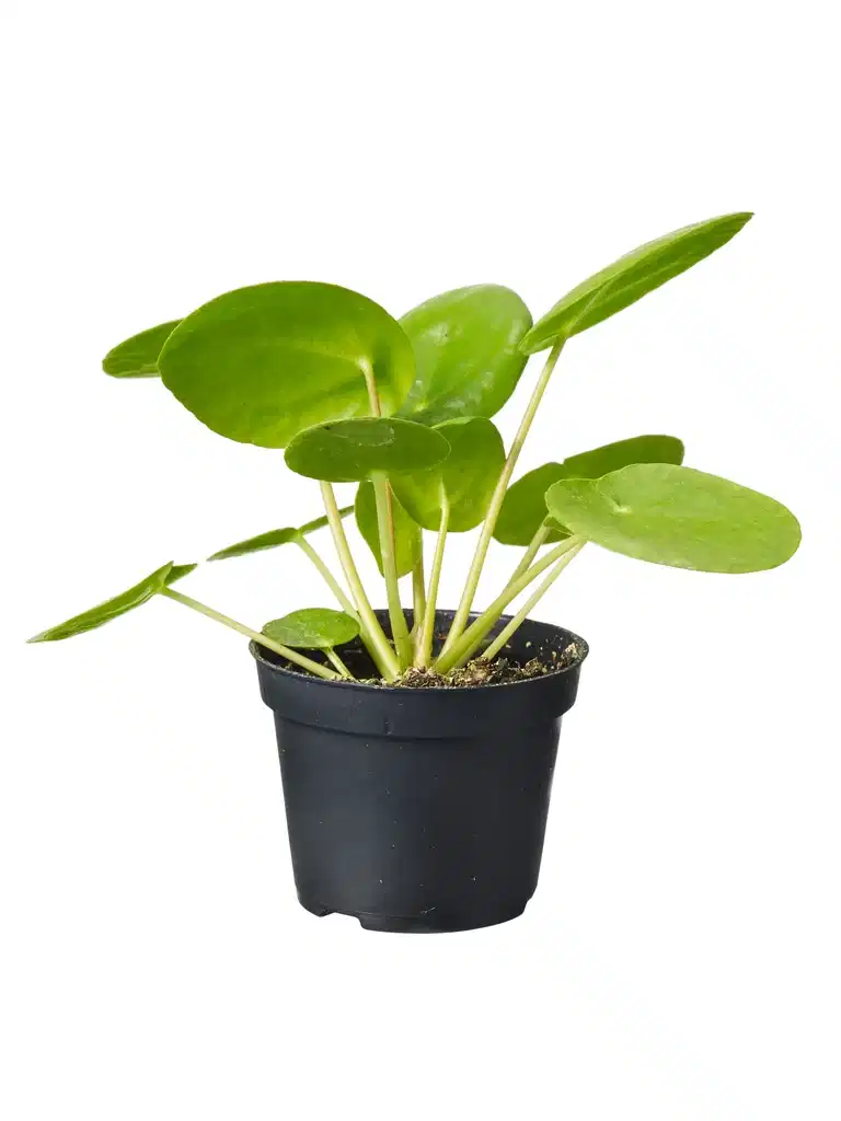 Pilea peperomioides 6 cm