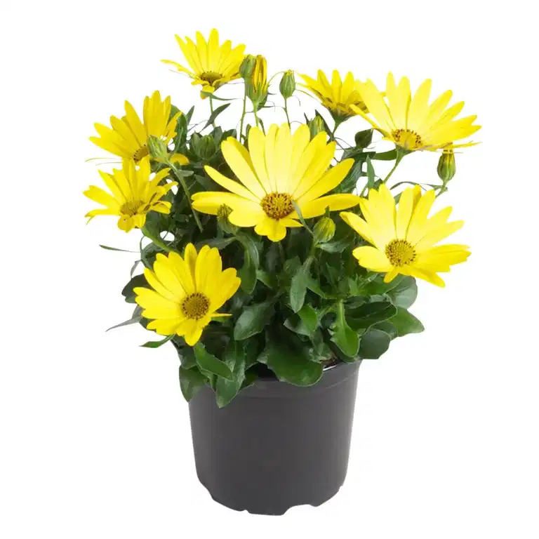 Osteospermum Yellow'ish 11 cm