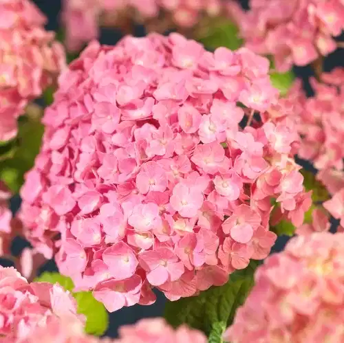 Hydrangea macrophylla Pink 29cm