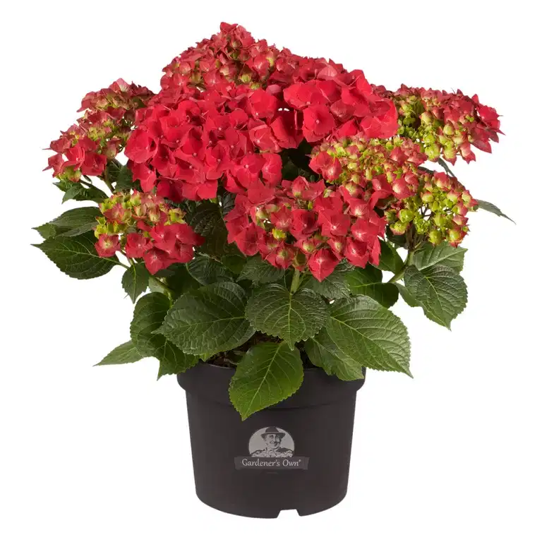 Hydrangea macrophylla Red 29cm