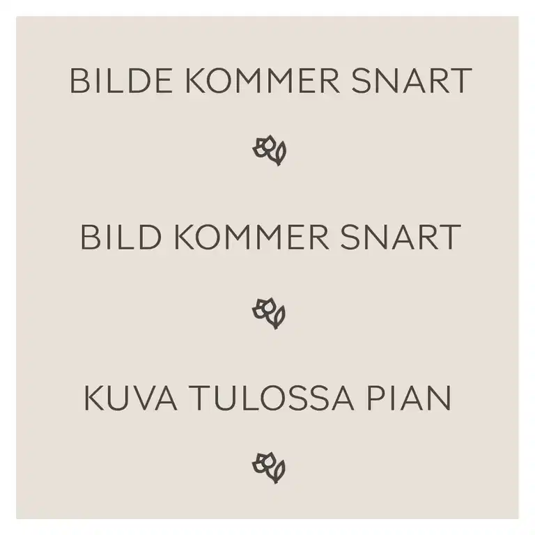 Erica carnea 'Winter Ladies' 