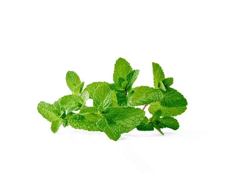 Mentha spicata 14 cm