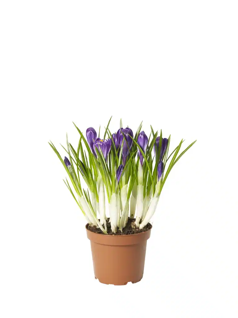 Crocus 'Flower Record' 12 cm