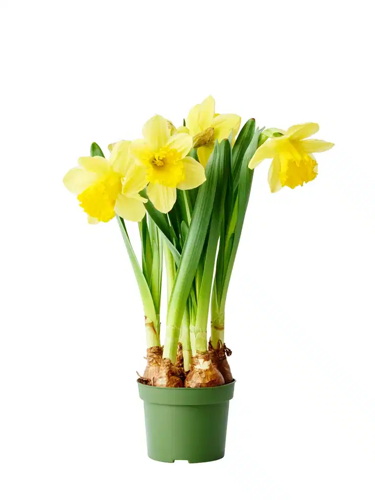 Narcissus 'Carlton' 12 cm