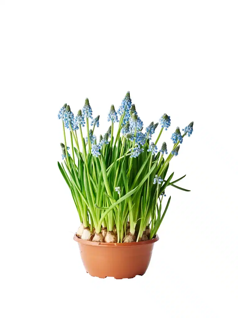 Muscari a. 'Blue magic' bowl 17 cm