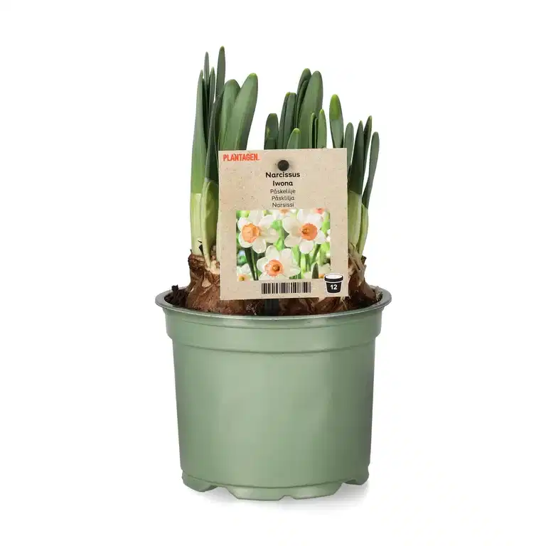 Narcissus 'Iwona' 12 cm