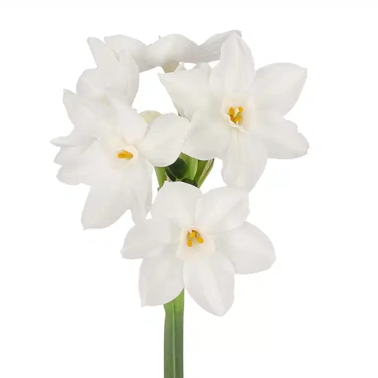 Narcissus 'Paperwhites Ziva' 12 cm