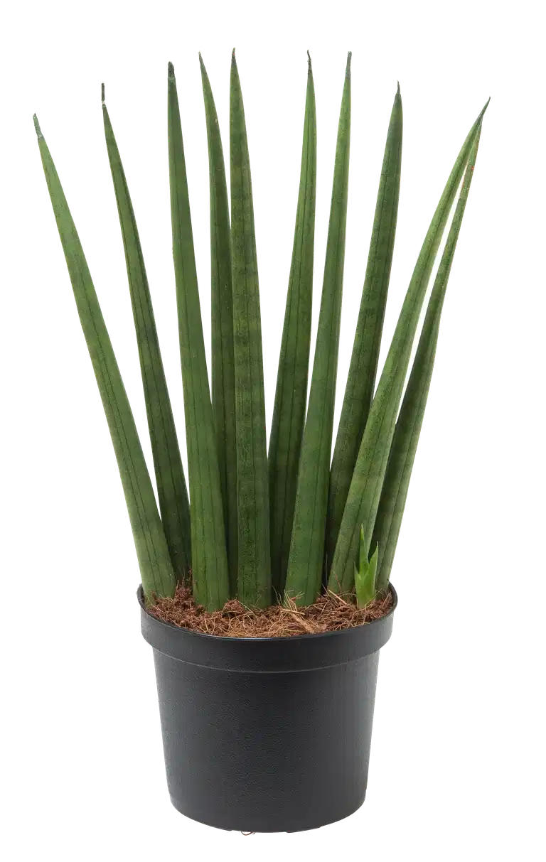 Sansevieria cylindrica 'Rocket' 9 cm