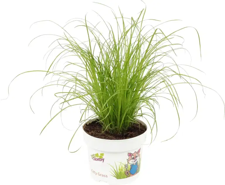 Cyperus cyperoides 'Zumula'