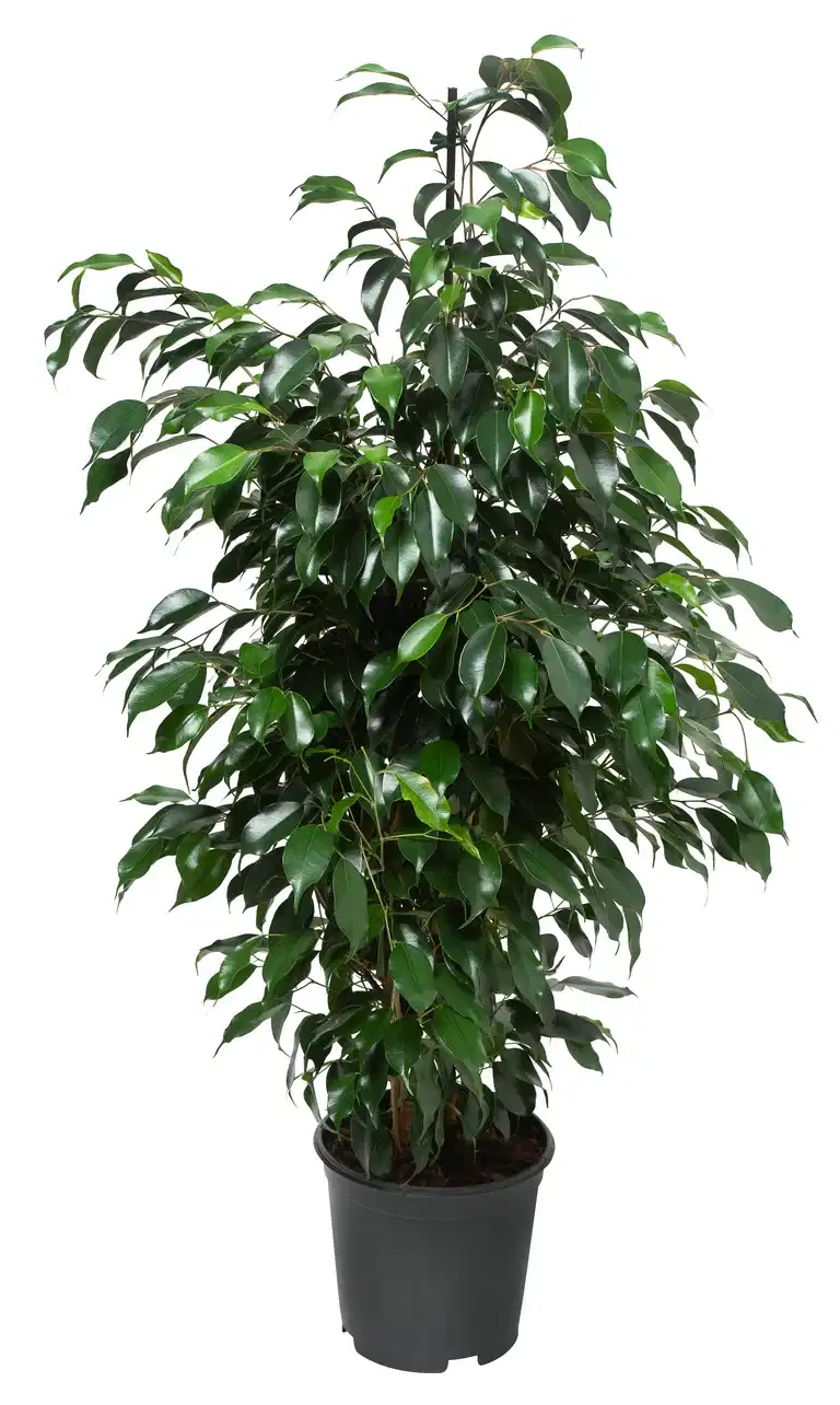 Ficus benjamina 'Danielle' pyramide 21 cm