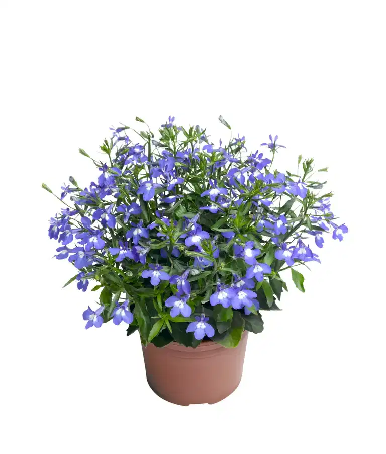 Lobelia 10,5 cm