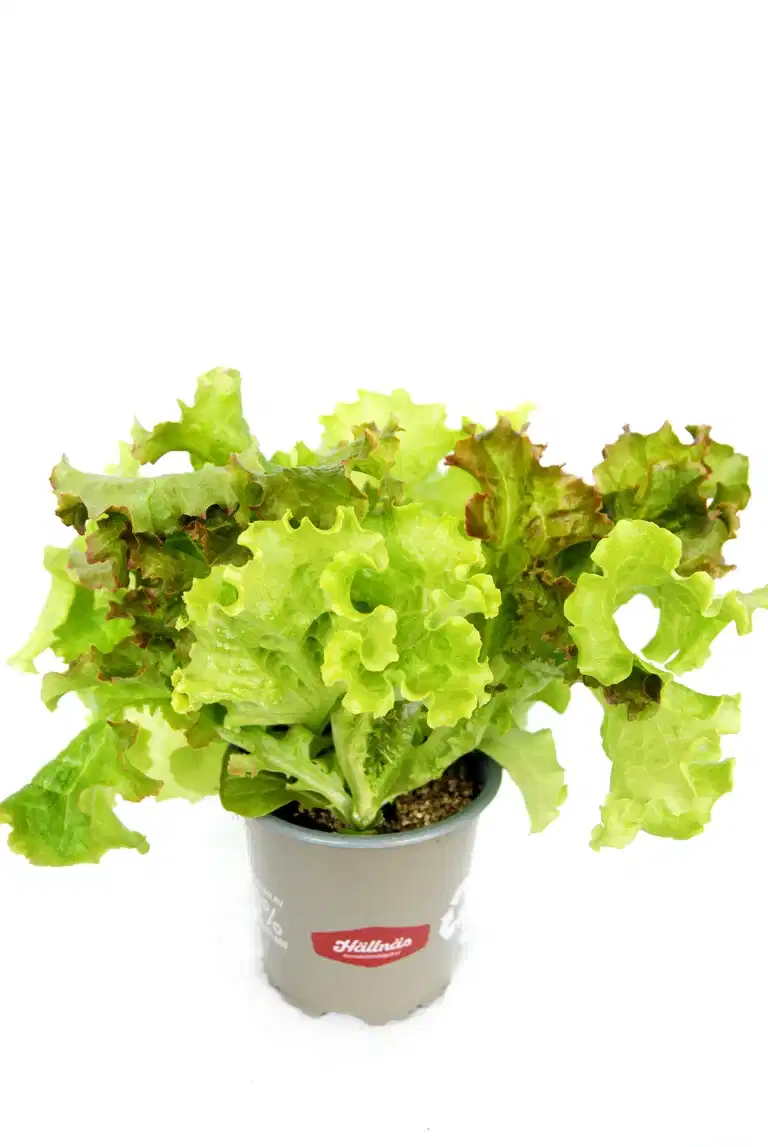 Ready Lactusa Red/Green KRAV 10,5 cm