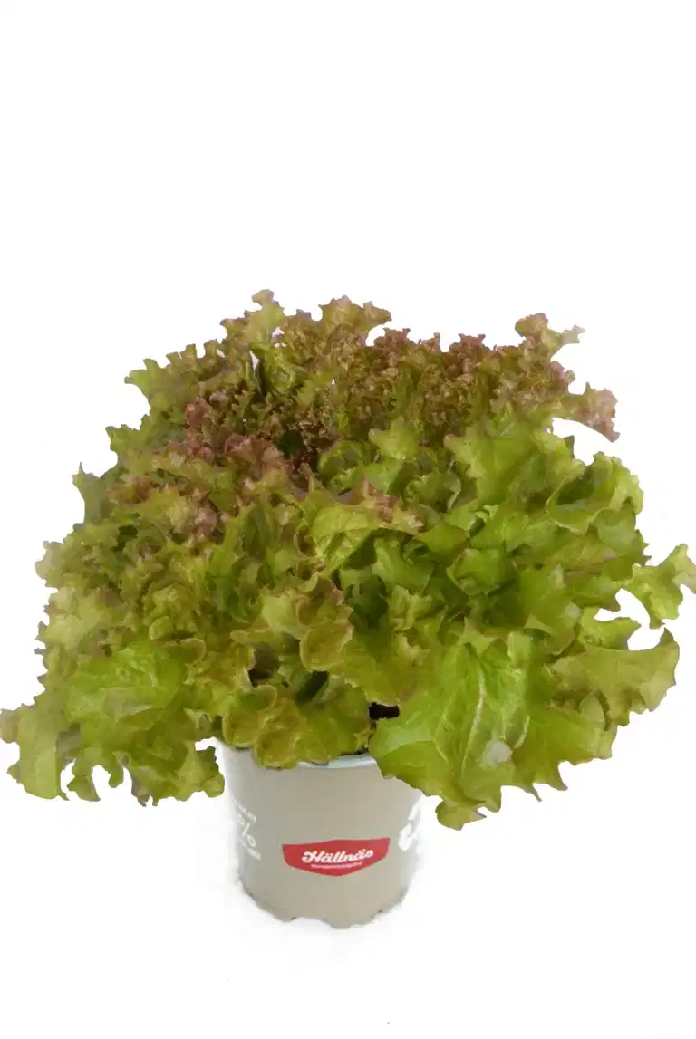 Ready Lactusa Lollo Rosso KRAV 10,5 cm