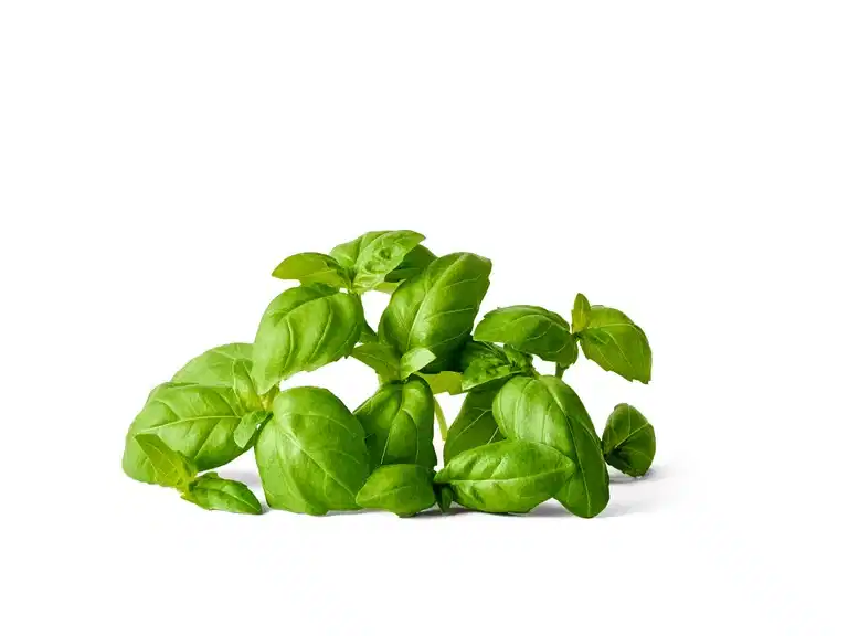 Ocimum basilicum KRAV 10,5 cm